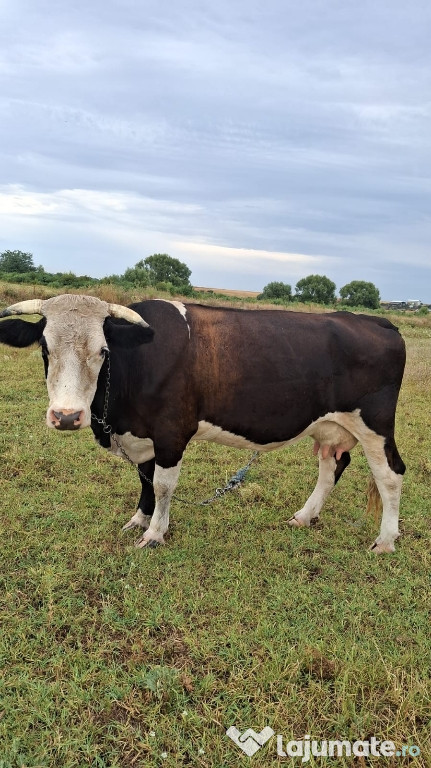 Vand Vaca pentru lapte si branza
