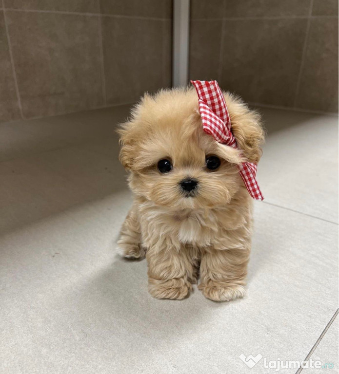 Maltipoo mini toy