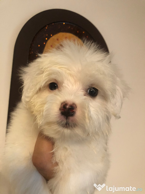 Bichon maltez alb 700 ron