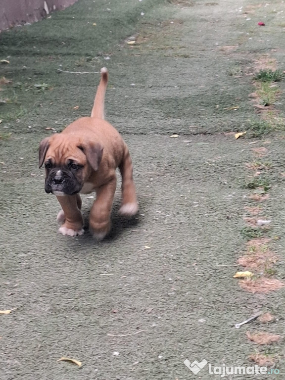 Boxer german (mascul)