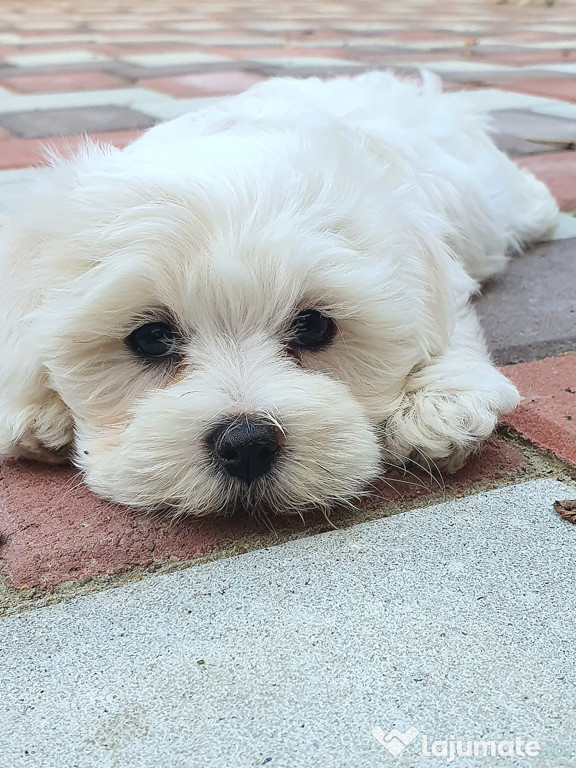 Bichon maltez alb