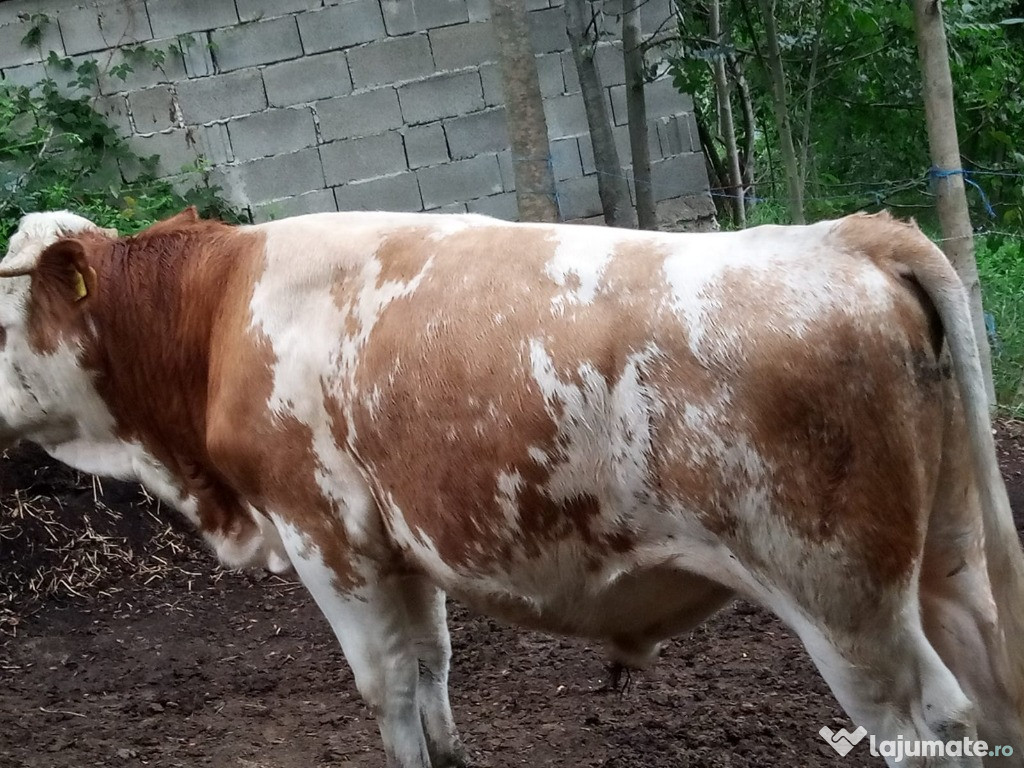 Vand vaca cu vitel