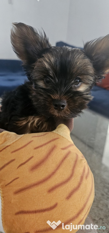 Yorkshire terrier