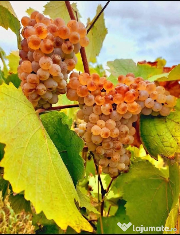 Strugurii de vin pentru cine vrea