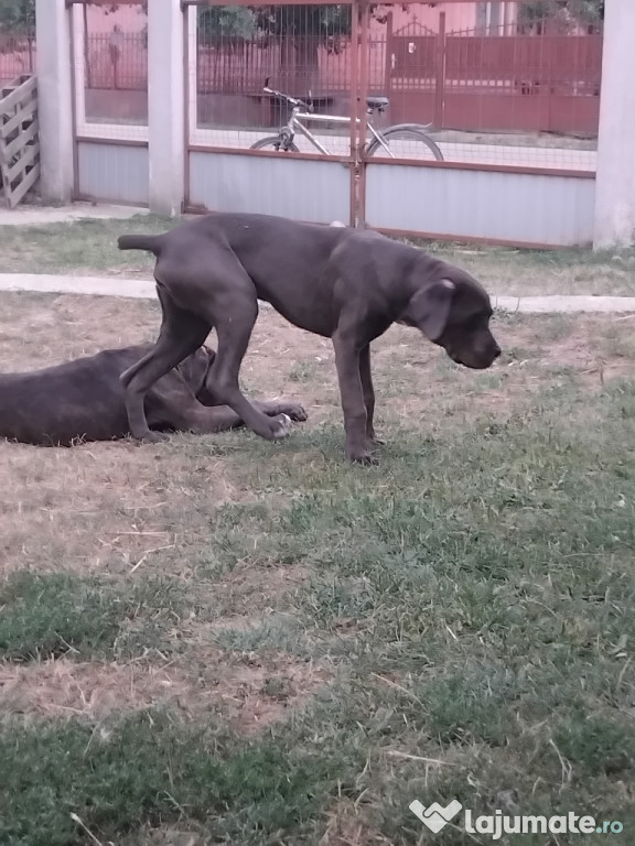Cane corso 8si 9 luni