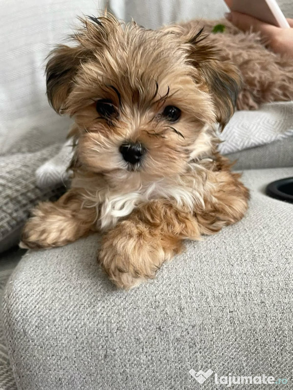 Maltipoo puiuți superbi