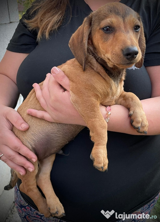Vand teckeli Dachshund de 2 luni jumate