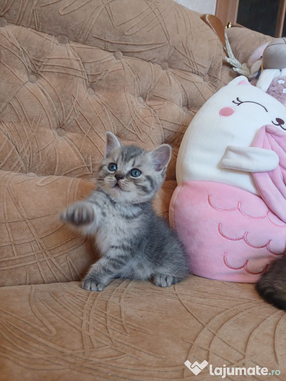 British shorthair pisoiasi