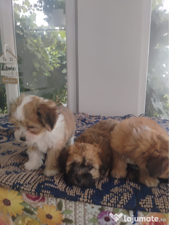 Bichon havanez maro
