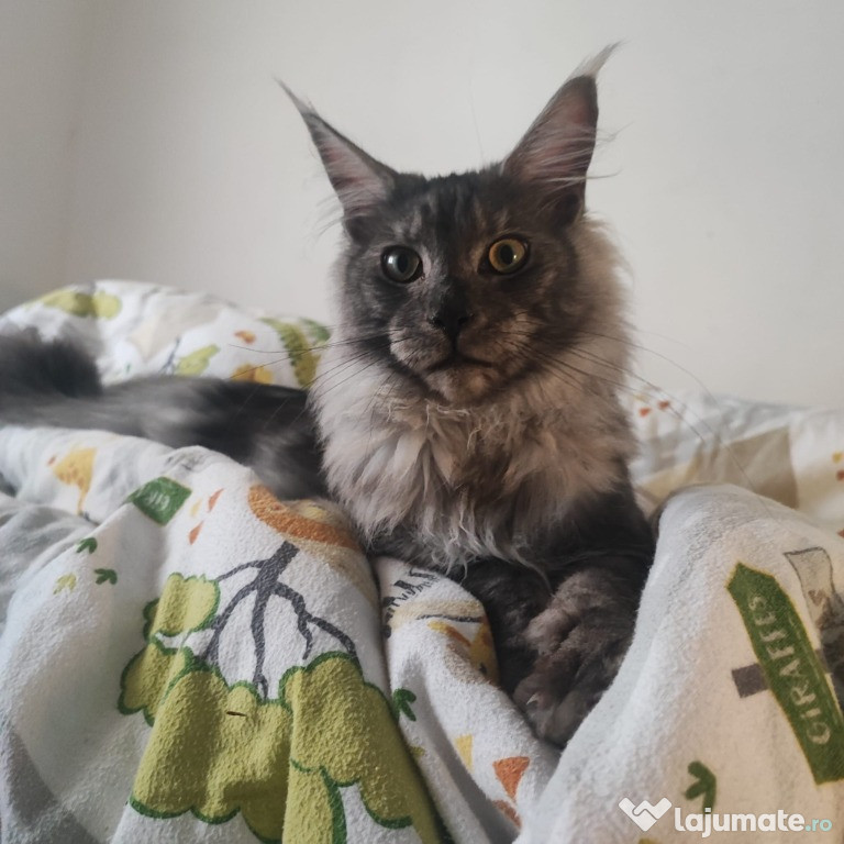 Maine coon 12 luni