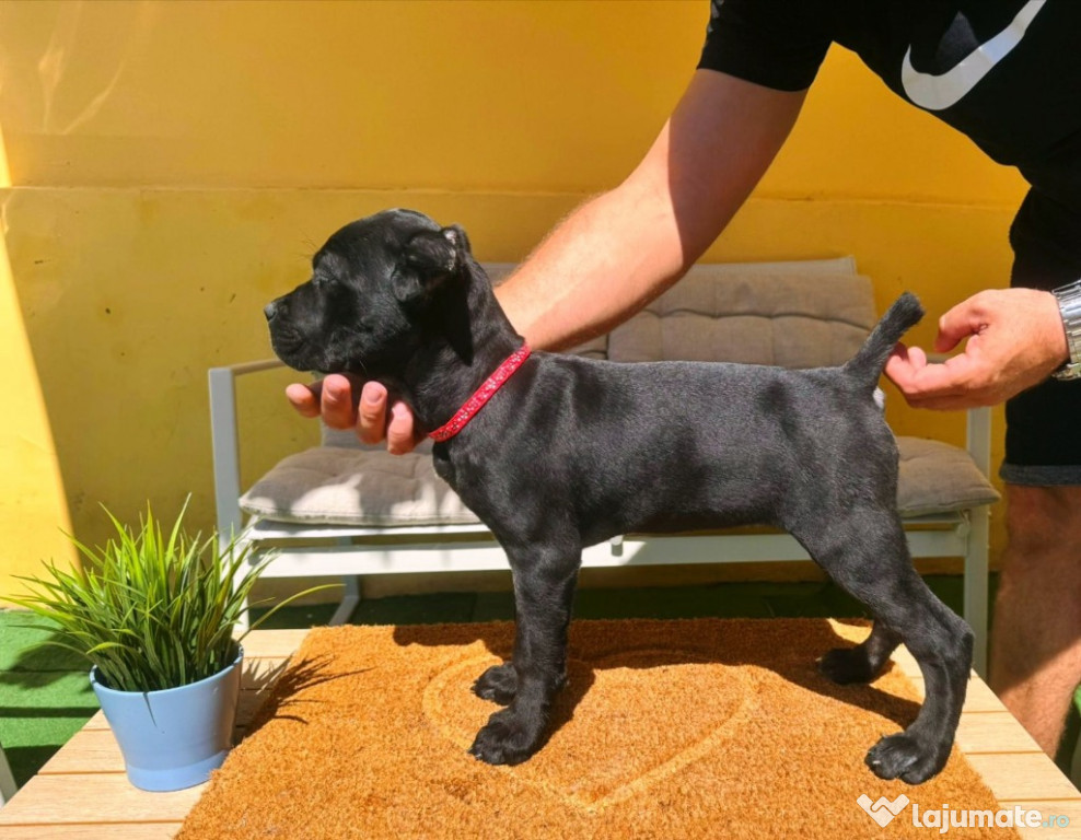 Cane Corso pui frumoși
