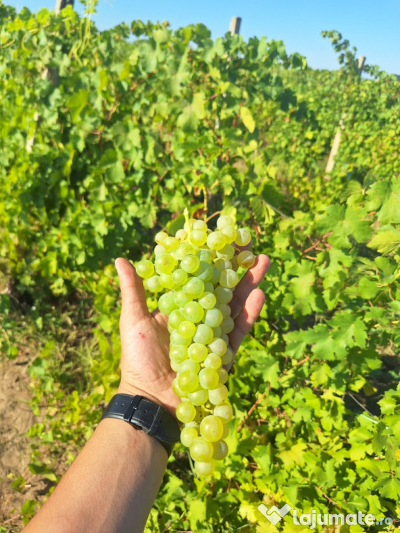 Struguri pentru Vin – Tâmboiești, Vrancea Producător