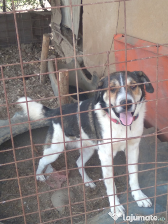 Doi masculi(dog argentinian și metis ciobanesc)