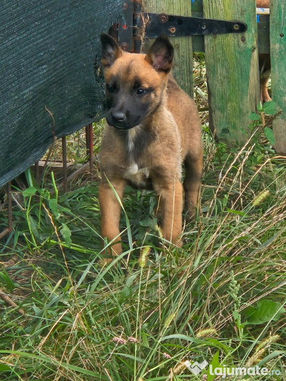 Căței ciobănesc belgian malinois
