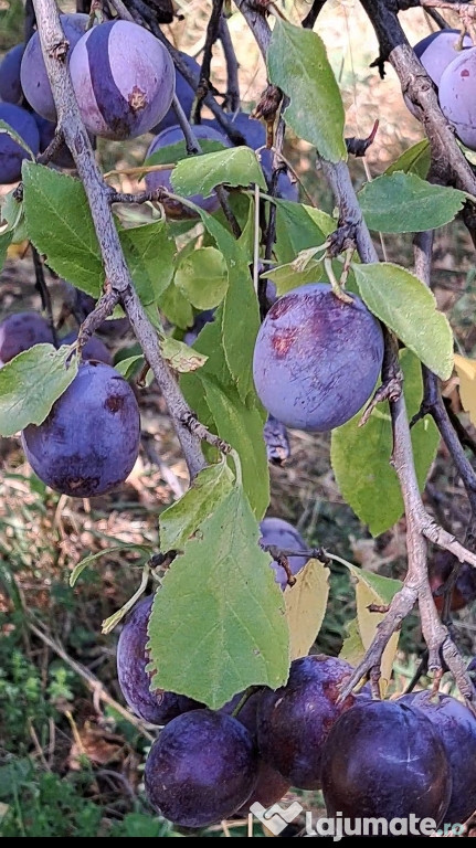 Vând prune pentru țuică URGENT