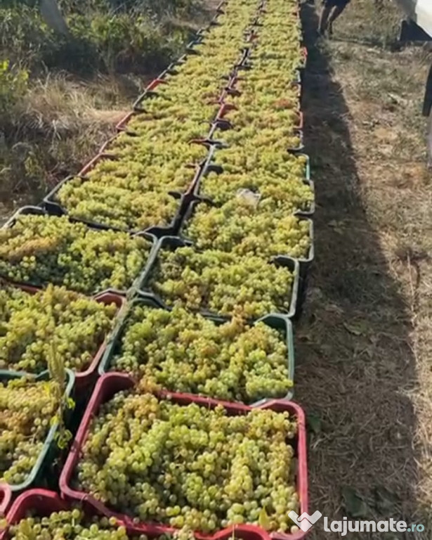 Struguri premium pentru vin-direct de la producător