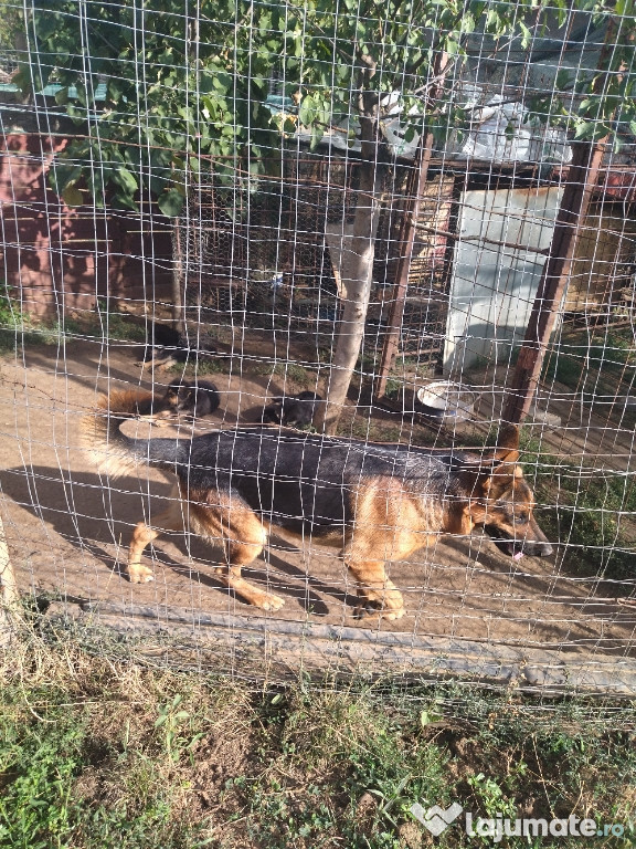 Căței CIOBĂNESC GERMAN
