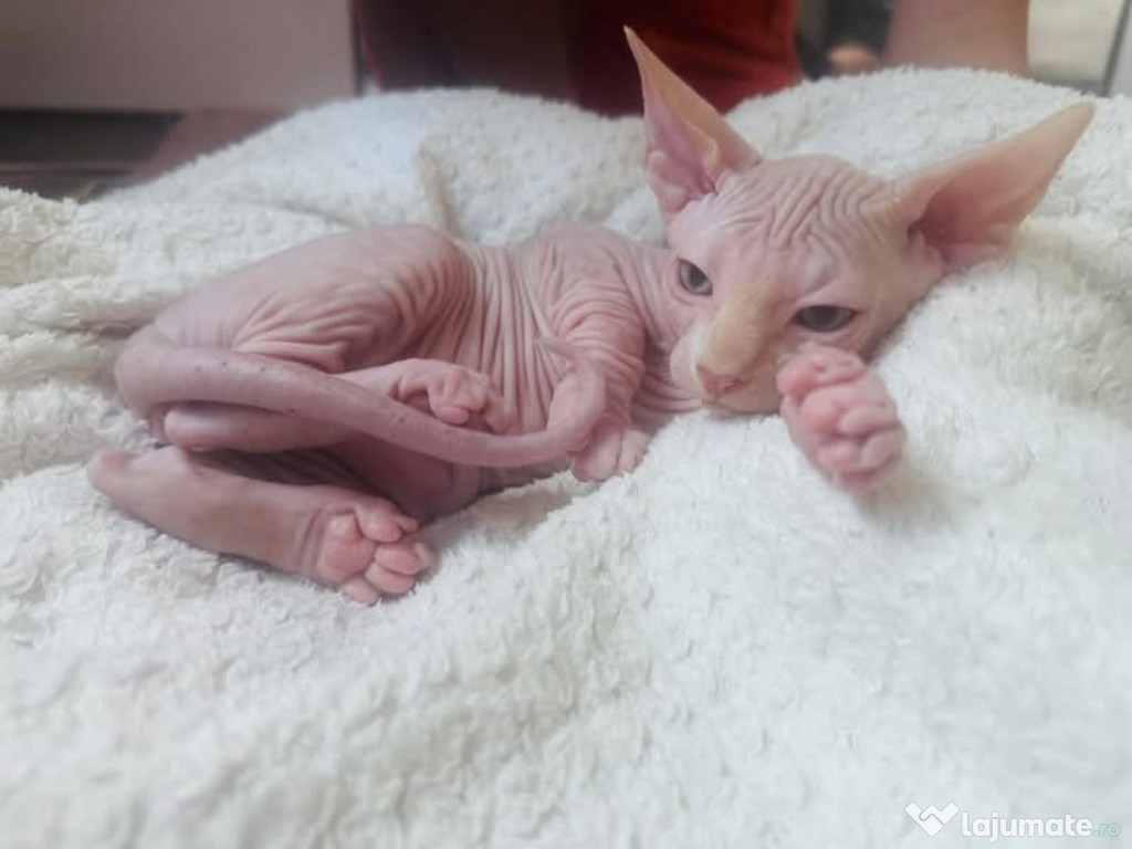 Sphynx canadian varsta 3 luni