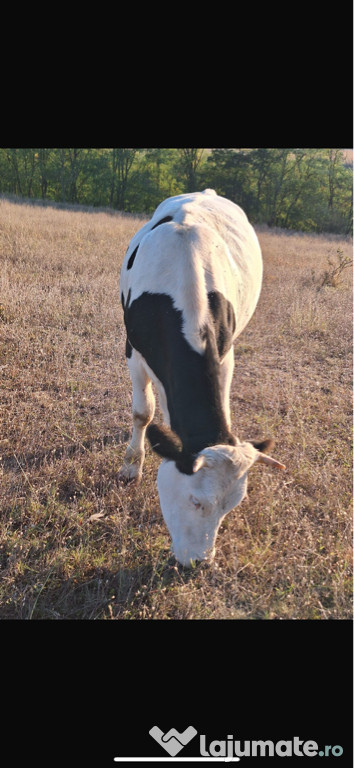 Vând vaca de un an și 3 luni