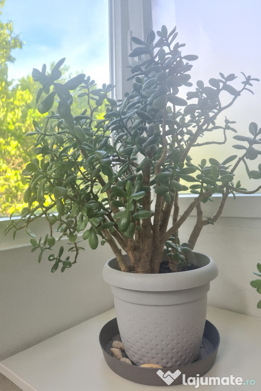 Arbore de jad matur, plantă decorativă norocoasă