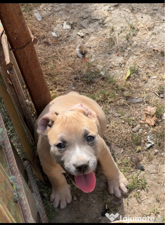 Amstaff rasa pura