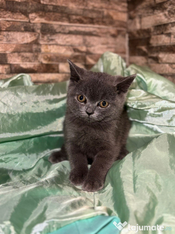 British shorthair