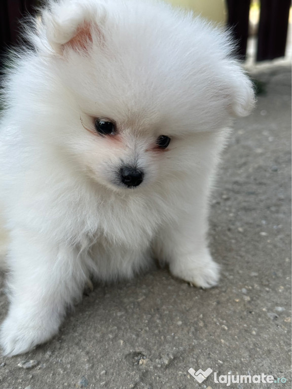 Disponibil Pui Pomeranian