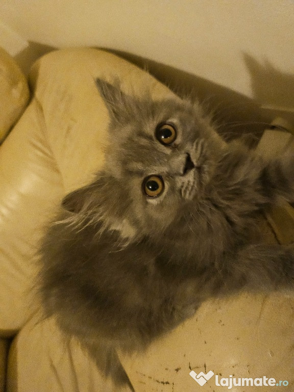 Pisica British Longhair