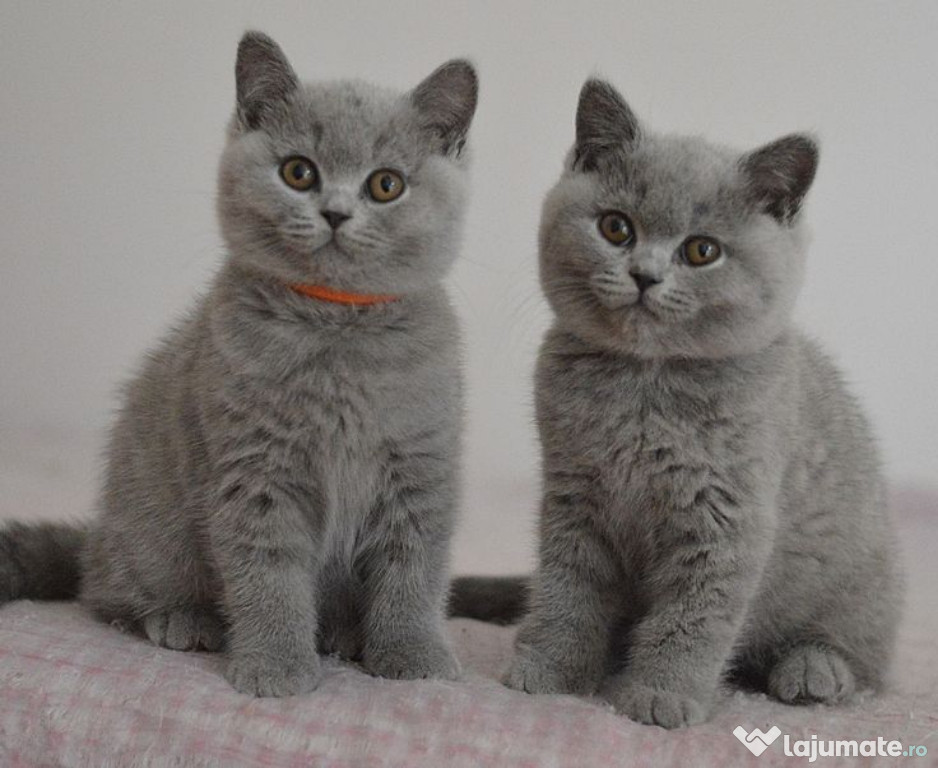 British shorthair
