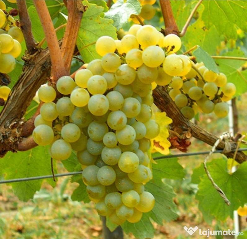 Struguri de vin de inalta calitate + Transport Gratuit