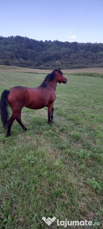 Lipițan de vânzare