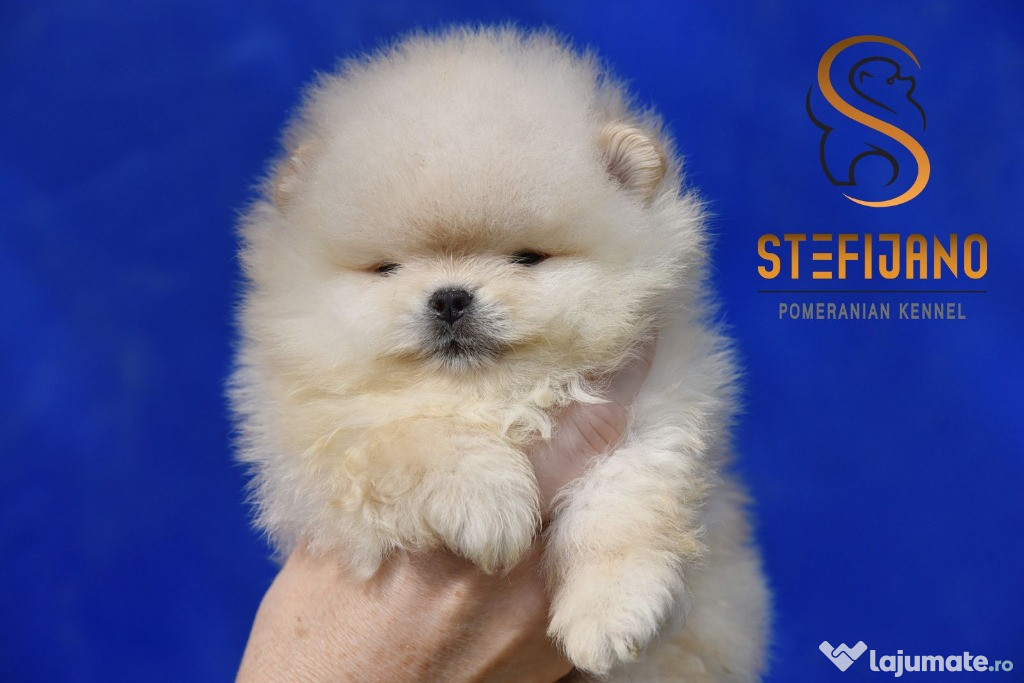 Pomeranian BOO cățeluși