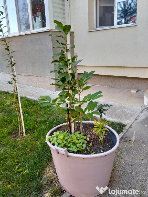Magnolia la ghiveci uriaș