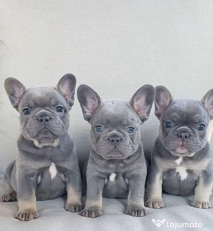 Bulldog francez masculi si femele