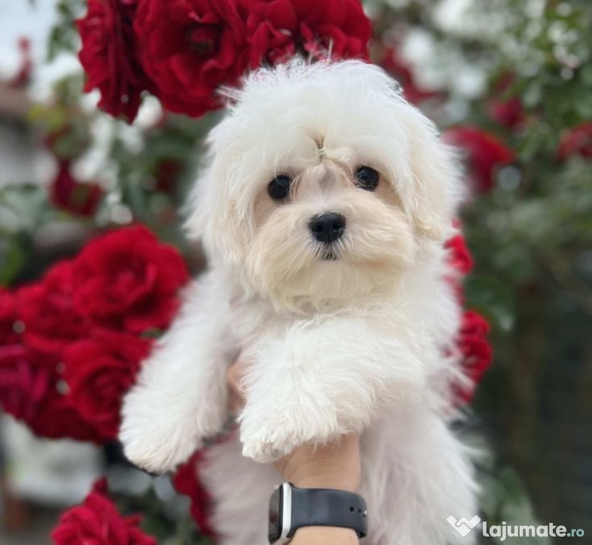 Bichon maltez mini toy