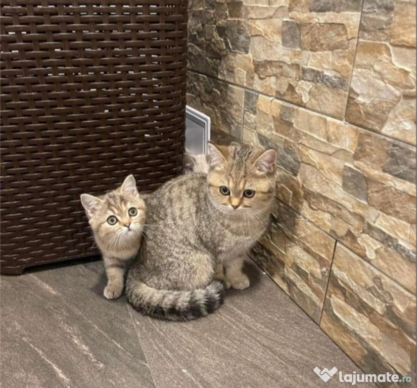 British shorthair pui