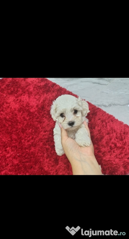 Pui de Bichon maltiz