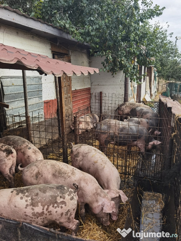 Vând porci cu greutate între 60-180 kg mai multe detalii la telefon