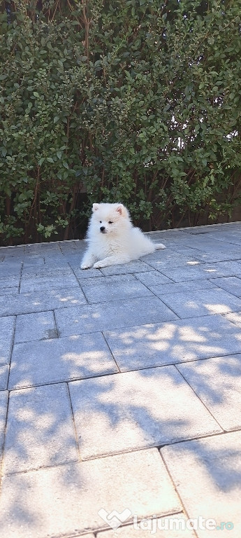 Vand fetita pomeranian