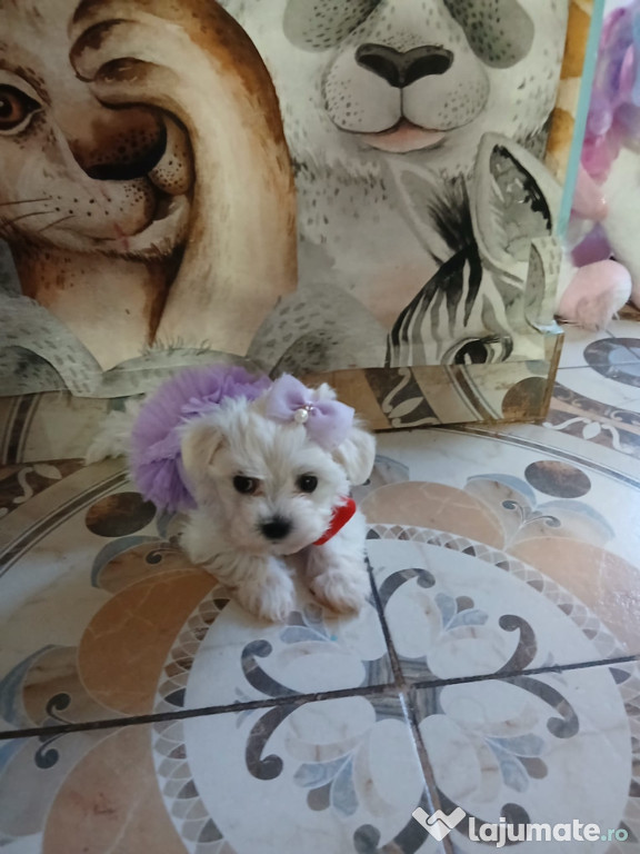 Bichon maltez alb mini toy femela