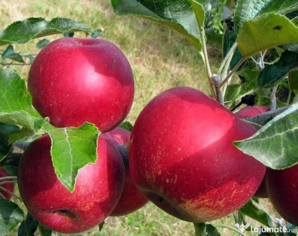 Pomi fructiferi ciumbrud aiud