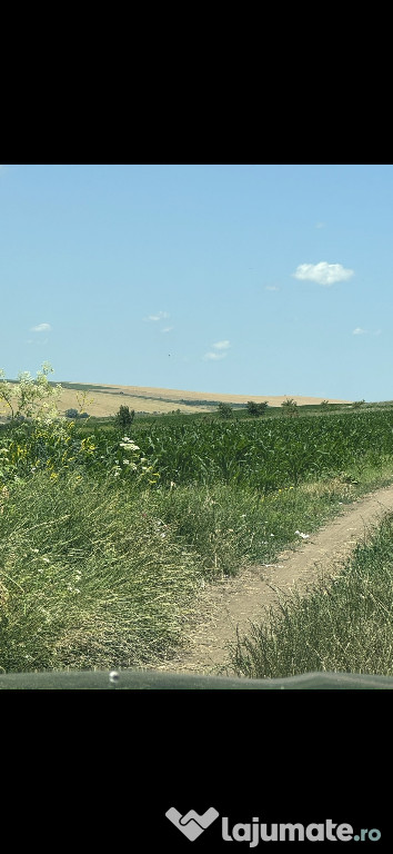 Vand teren extravilan Horlesti 10.000 mp