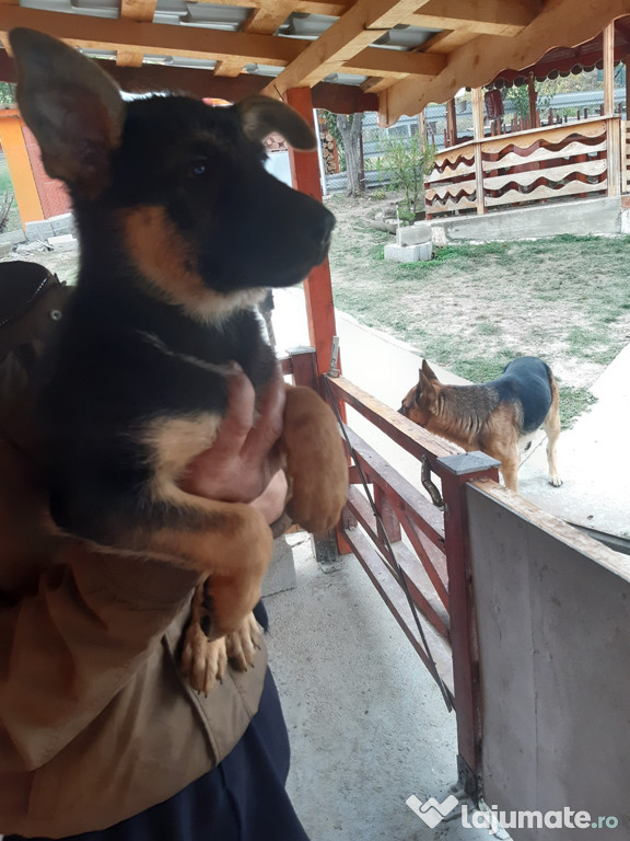 Pui ciobănesc german