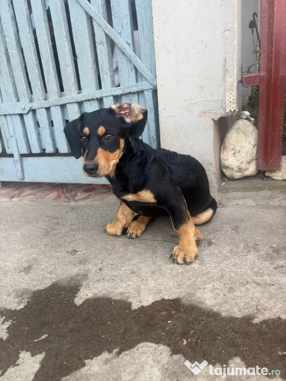 Teckel Dachshund de 3 luni si o saptamana