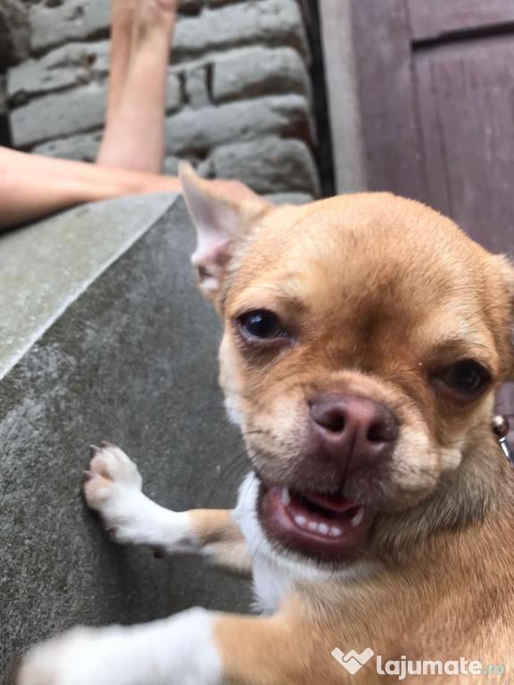 Chihuahua femela 5 luni