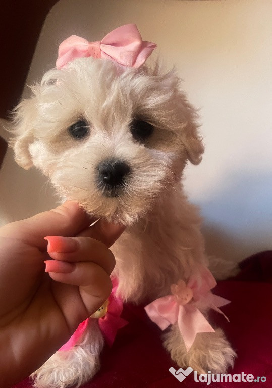 Bichon maltez pui
