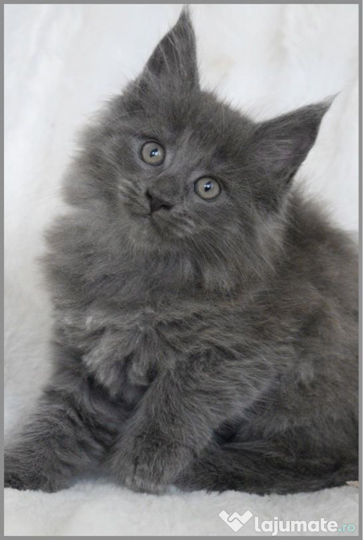 Maine coon pisoiasi