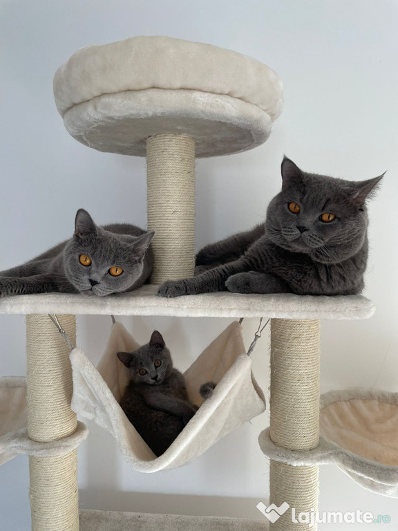 British Shorthair Blue ( poze reale )