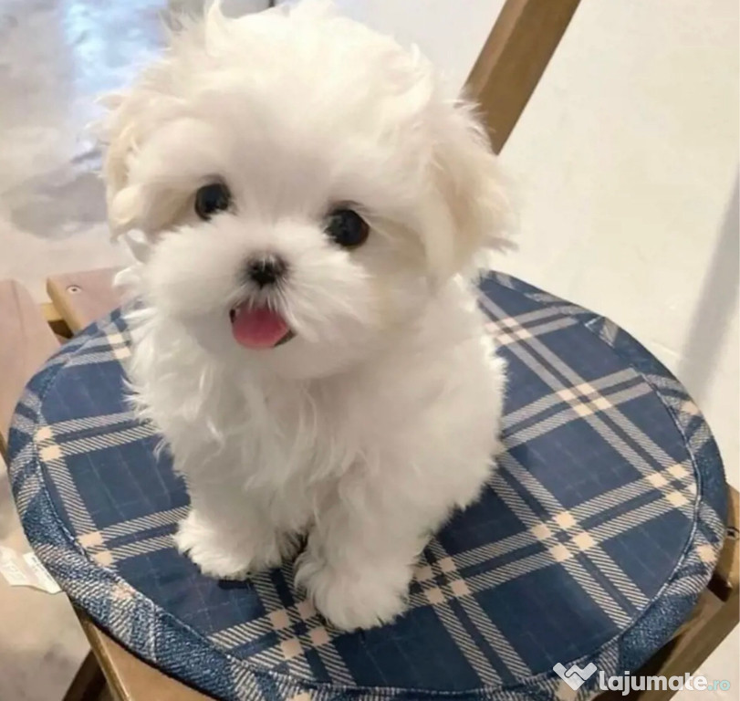 Bichon maltez alb canisa autorizata