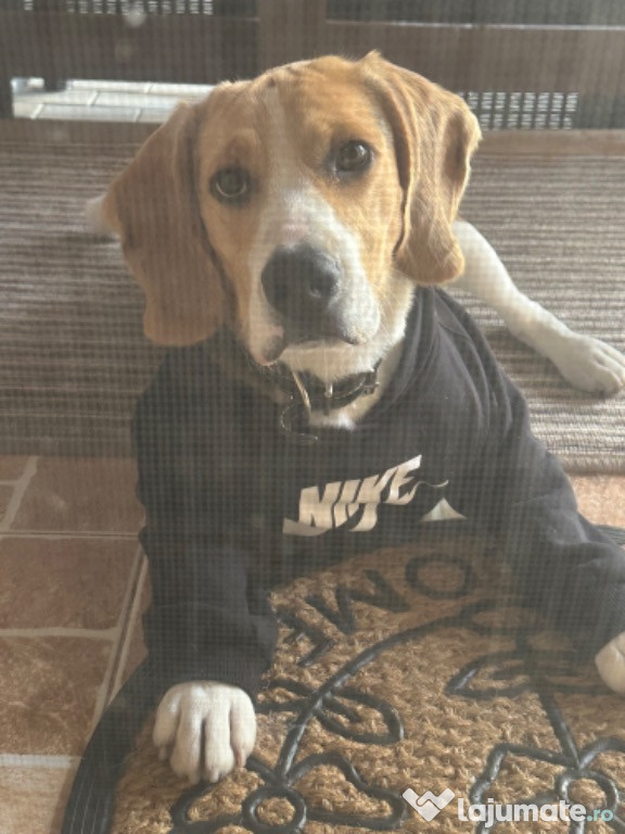 Câine beagle tricolor , toate vaccinurile la zi , deparazitat ,cipat